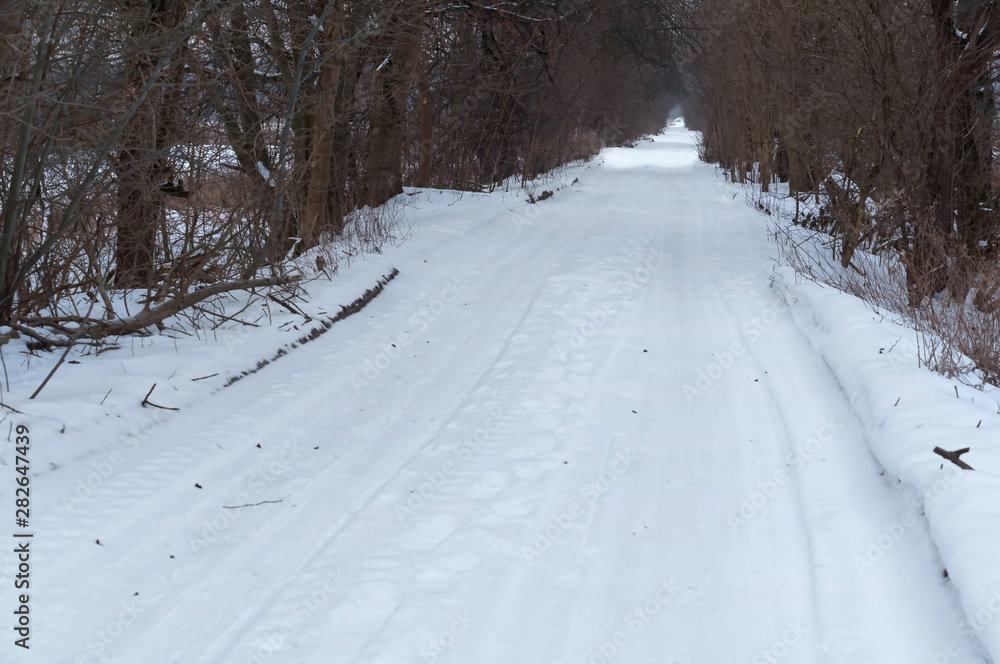 Fototapeta premium Forest road in winter. Snow-covered road in the forest.