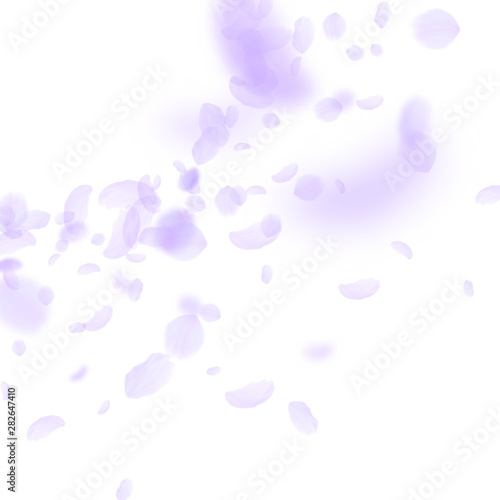 Wallpaper Mural Violet flower petals falling down. Posh romantic f Torontodigital.ca