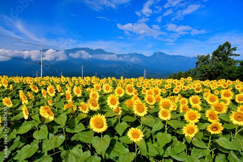 Wallpaper Mural 明野ひまわり Torontodigital.ca