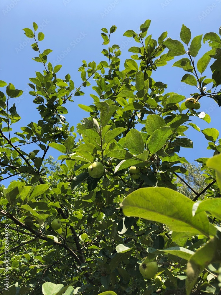 Tree with green apples in the village Tree with green apples in the village