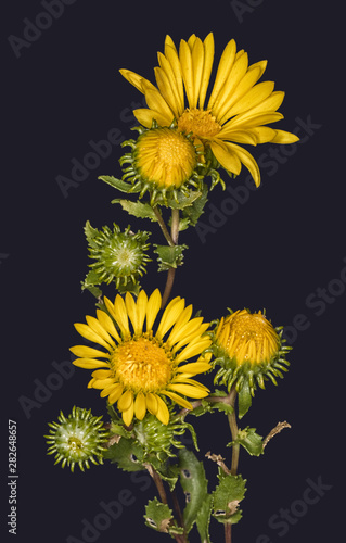 Closeup of Gumweed (Grindelia squarosa) with blooms and buds photo