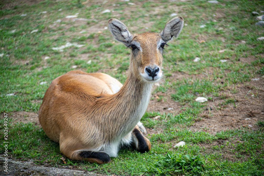 young deer animal rest on the grass