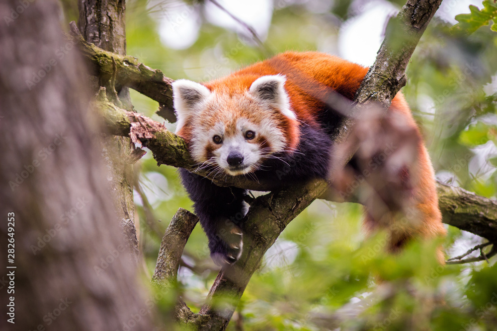 Fototapeta premium panda red