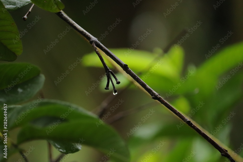 Water dripping from branch of a tree Water dripping from branch of a tree