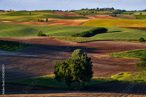 Fantastic view over hills with colorful green fields and red earth on the front in the center there are trees photo
