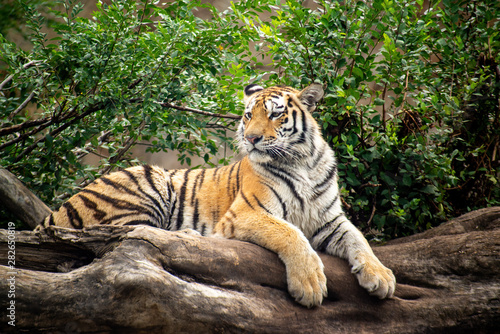 Tiger resting on branch