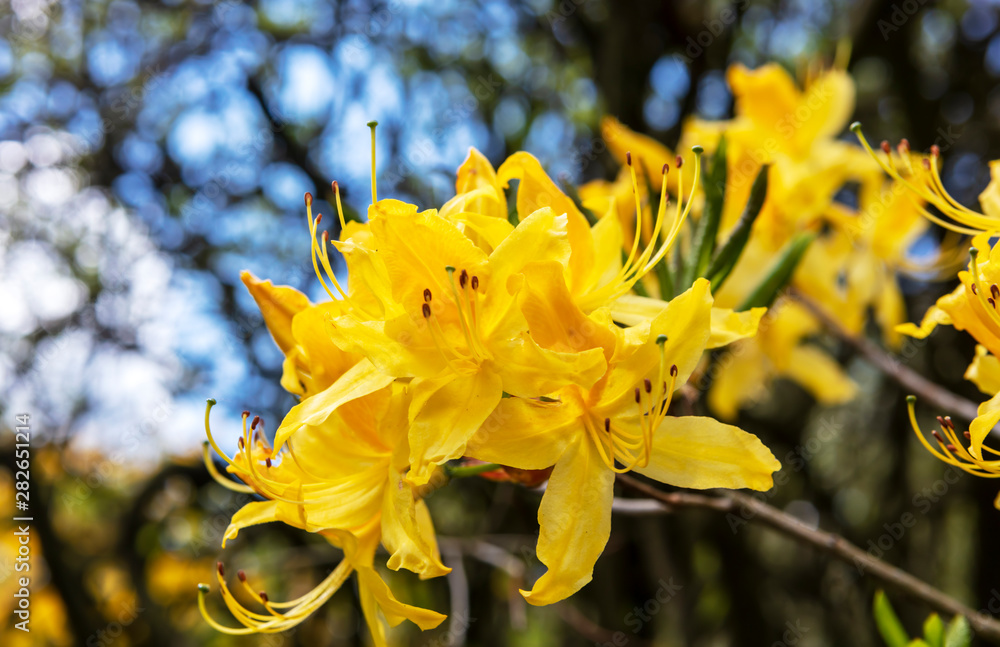 Fototapeta premium Cluster of golden yellow azalea flowers close-up.