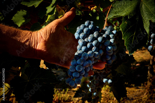 Tablou pe pânză wonderful cluster of Lambrusco Grasparossa grapes, made in the province of Moden