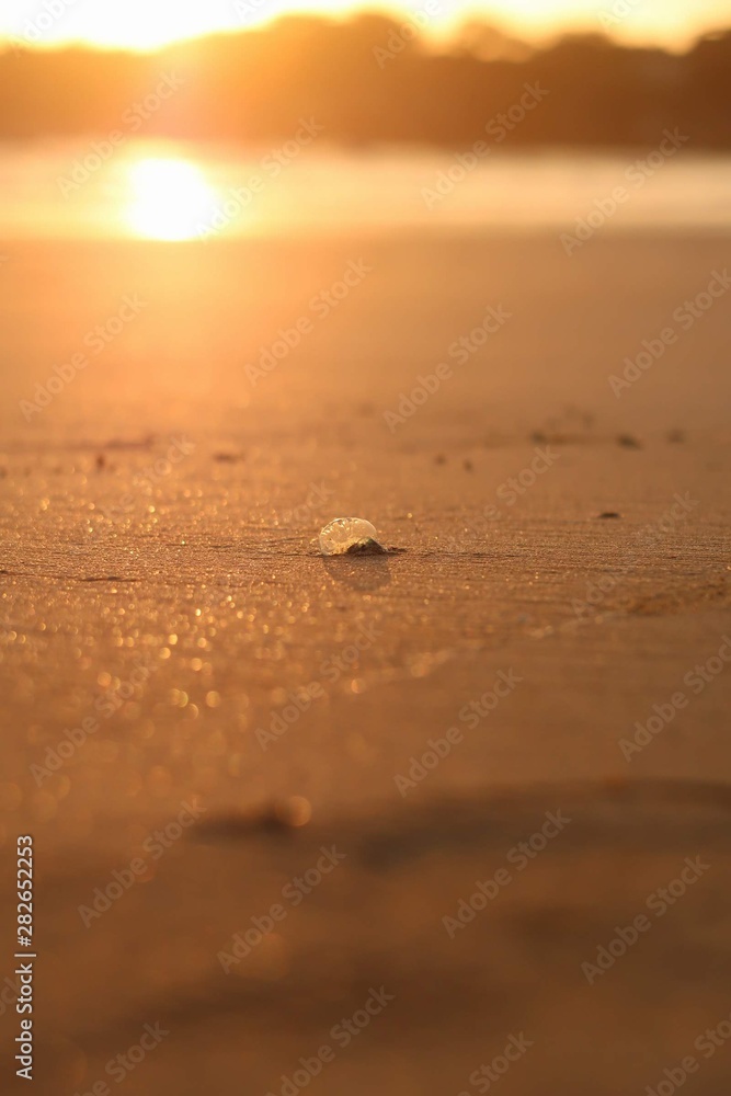jellyfish jellyfish