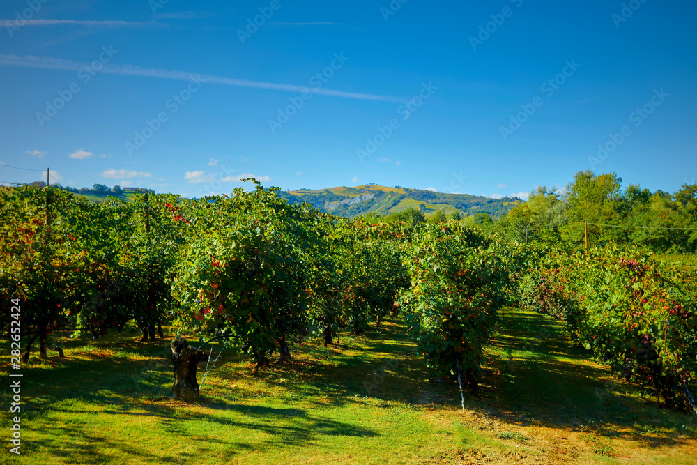 wonderful vineyard of Lambrusco Grasparossa, made in the province of Modena ITALY in the hills of Castel Vetro / Levizzano, where the famous Lambrusco Grasparossa is produced