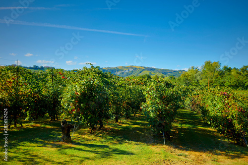 Bild auf Leinwand wonderful vineyard of Lambrusco Grasparossa, made in the province of Modena ITAL