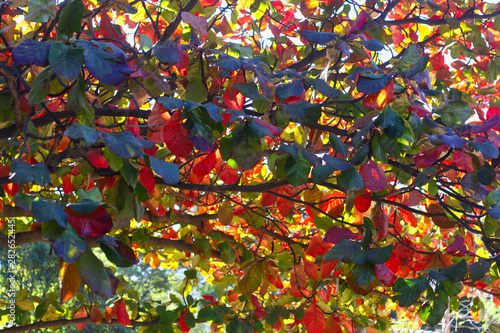 La belleza multicolor  de las hojas del arbol son un hermoso fondo en cualquier dise  o o  evento