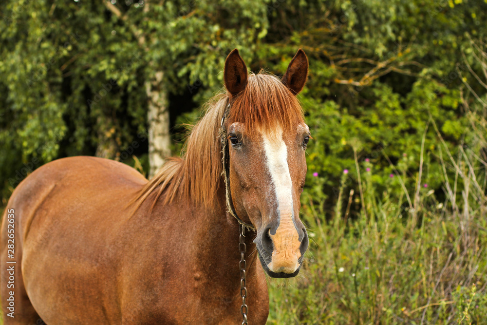 Beautiful horse in the garden. Horse close up Beautiful horse in the garden. Horse close up