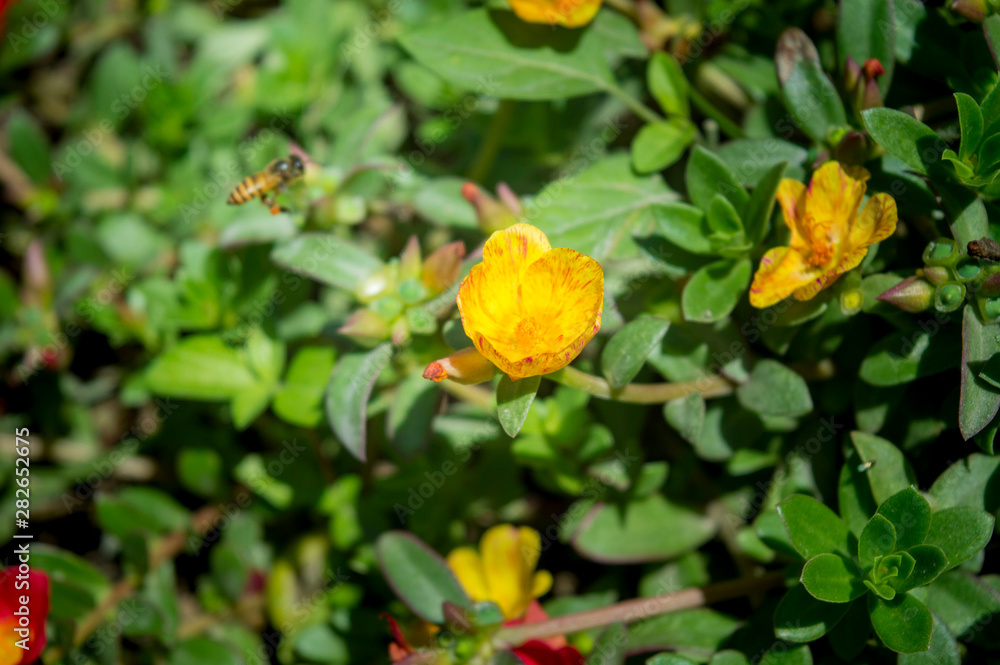 YOGYAKARTA - Harmony of bees and yellow flowers mutually beneficial YOGYAKARTA - Harmony of bees and yellow flowers mutually beneficial