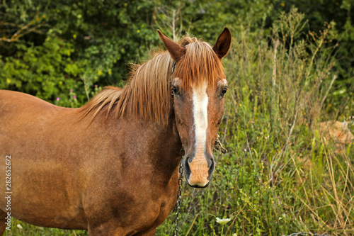 Beautiful horse in the garden. Horse close up © Stasiuk