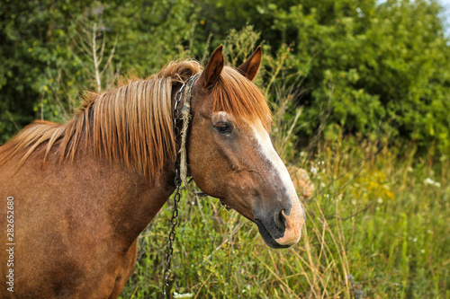 Beautiful horse in the garden. Horse close up