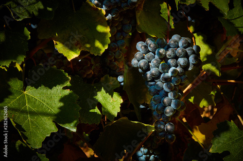 wonderful cluster of Lambrusco Grasparossa grapes, made in the province of Modena ITALY in the hills of Castel Vetro / Levizzano, where the famous Lambrusco Grasparossa is produced