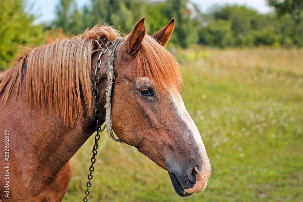 Beautiful horse in the garden. Horse close up