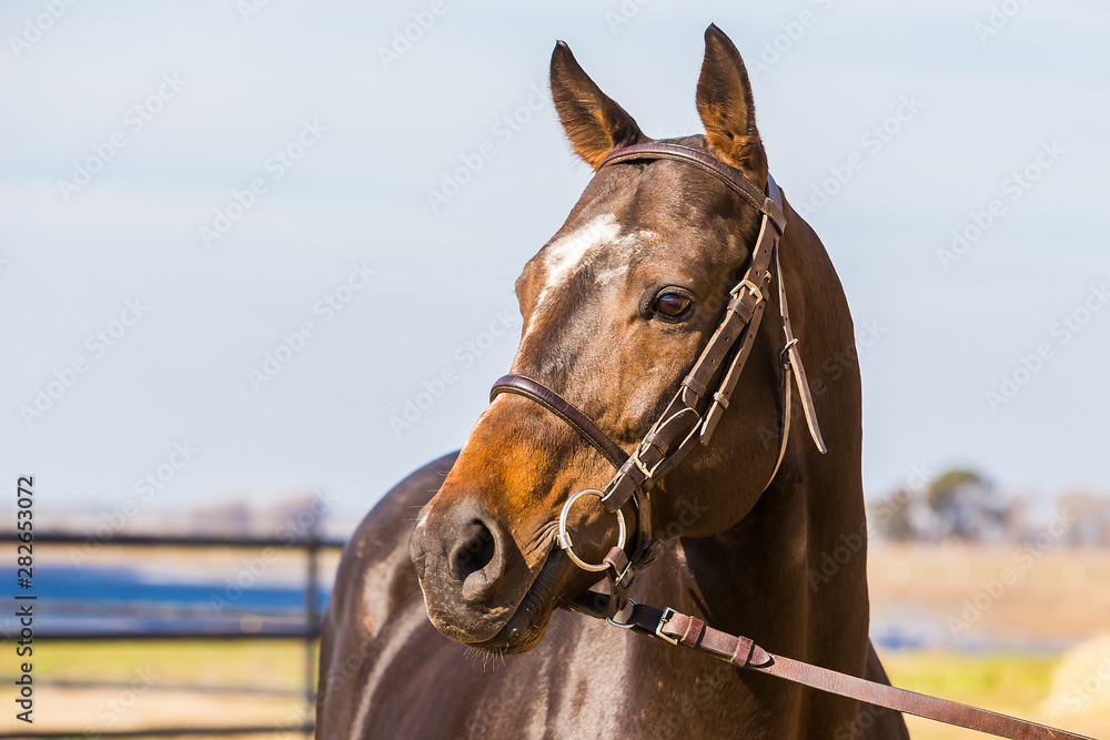 Obraz premium Caballo