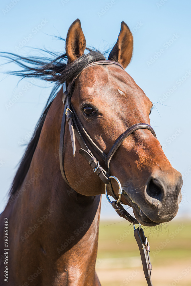 Naklejka premium caballo