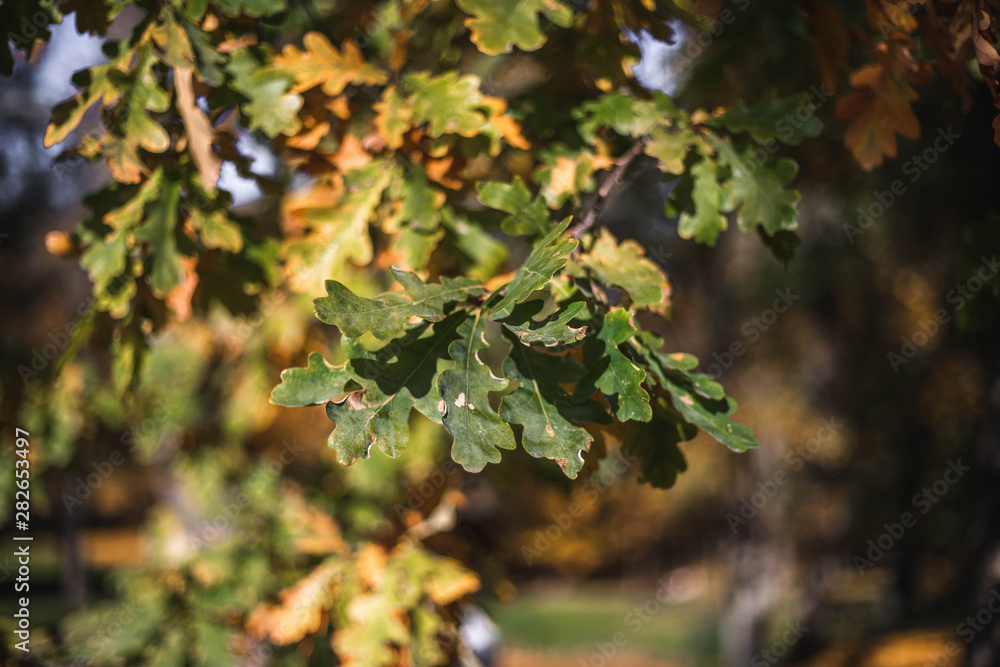 Autumn Nature Autumn Nature