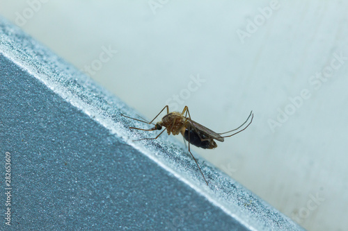Fotografia, Obraz mosquito closeup on metallic surface