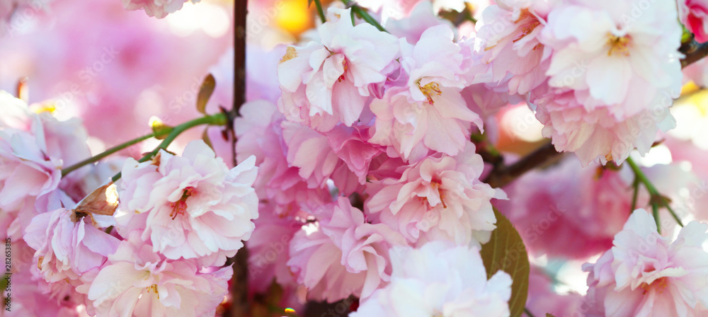 Flower spring bouquet with leaf. Soft focus. Nature blur background. Pink (lilac) color. Flower spring bouquet with leaf. Soft focus. Nature blur background. Pink (lilac) color.