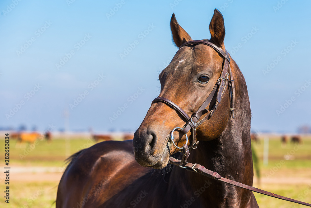 Fototapeta premium caballo