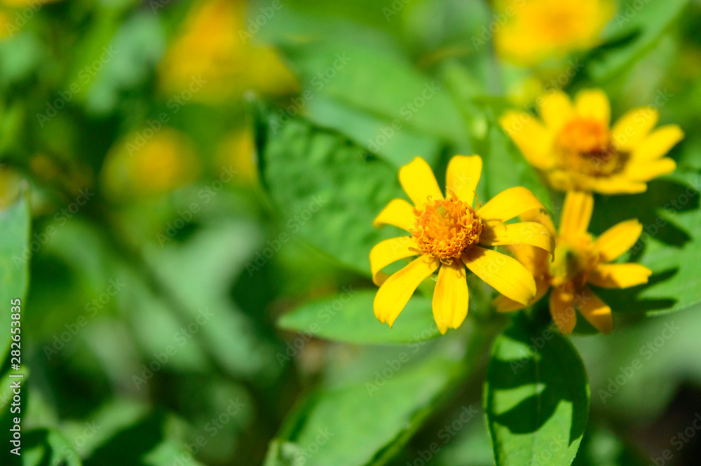 Melampodium yellow ornamental plants that are in bloom Melampodium yellow ornamental plants that are in bloom