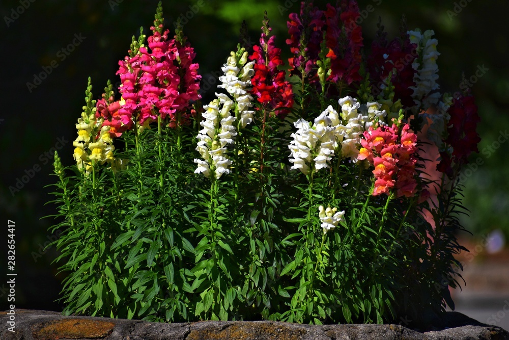 Obraz premium Colorful flowers in the park
