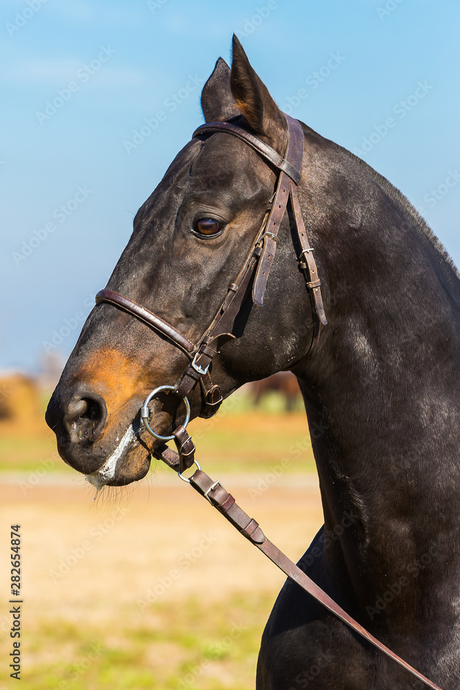 Obraz premium caballo