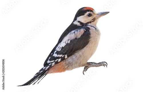 Young Great Spotted Woodpecker (Dendrocopos major), isolated on White Background