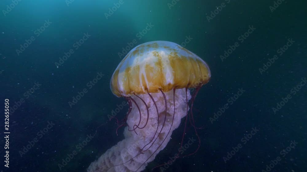 Close-Up: A Large Jellyfish Moving its Body and Tentacles Around - Monterey, CA Close-Up: A Large Jellyfish Moving its Body and Tentacles Around - Monterey, CA