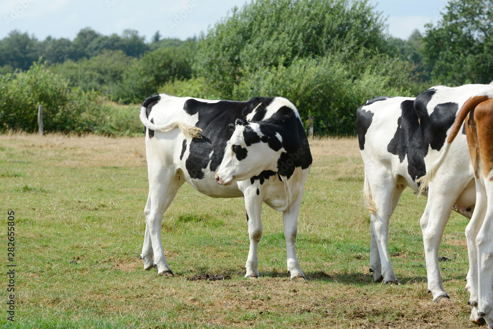 several cows standing on pasture