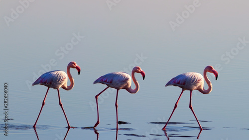 A group of pink flamingo birds in the wild in Namibia