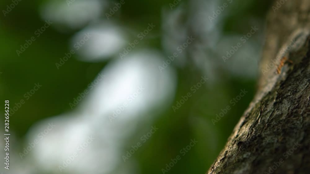 Slow Motion of a red ant walking on a tree in Taiwan. Close up fire ants action standing on branch with a nature green background. Macro shot insect, selective focus and free space.-Dan Slow Motion of a red ant walking on a tree in Taiwan. Close up fire ants action standing on branch with a nature green background. Macro shot insect, selective focus and free space.-Dan