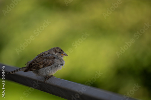 House sparrow is sitting on branch and looking in the future. Space for text. 