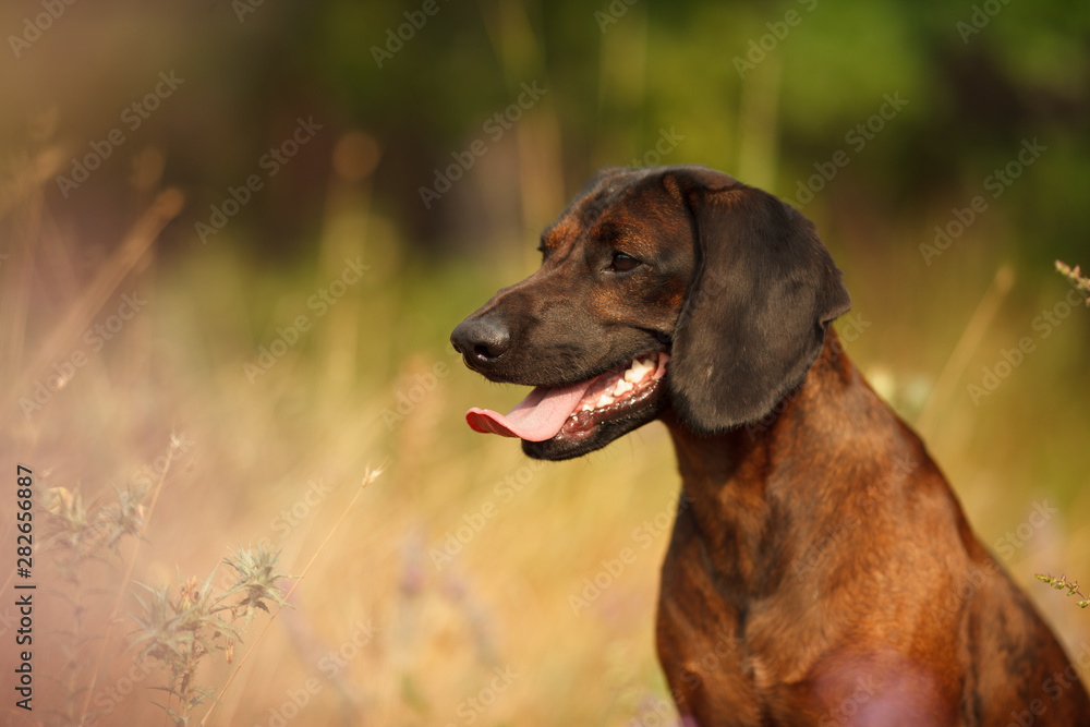 hunting dog breed Bavarian mountain hound on a walk