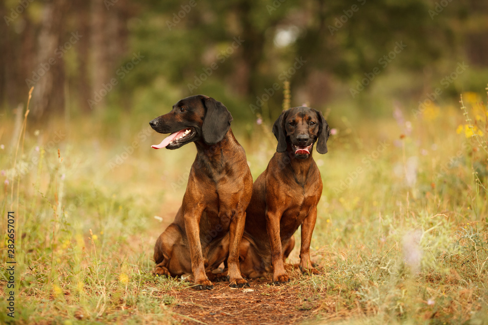 two hunting dogs breed Bavarian mountain hound hunting in the woods