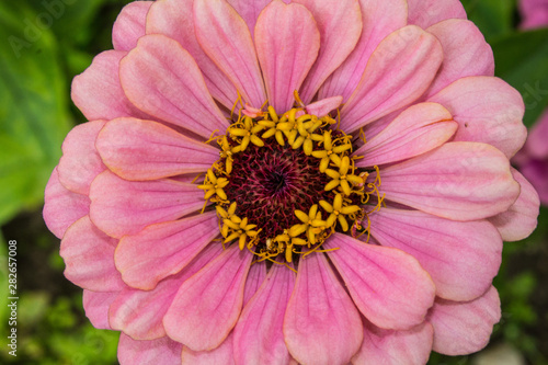 Flower pale pink Dahlia close-up