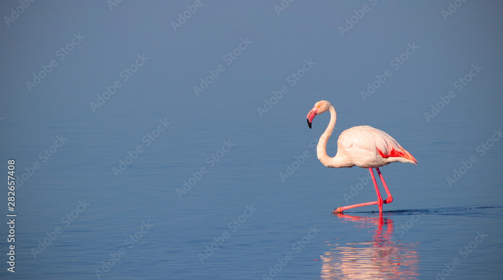 One african white flamingo  walking on the blue salt lake. Namibian bird
