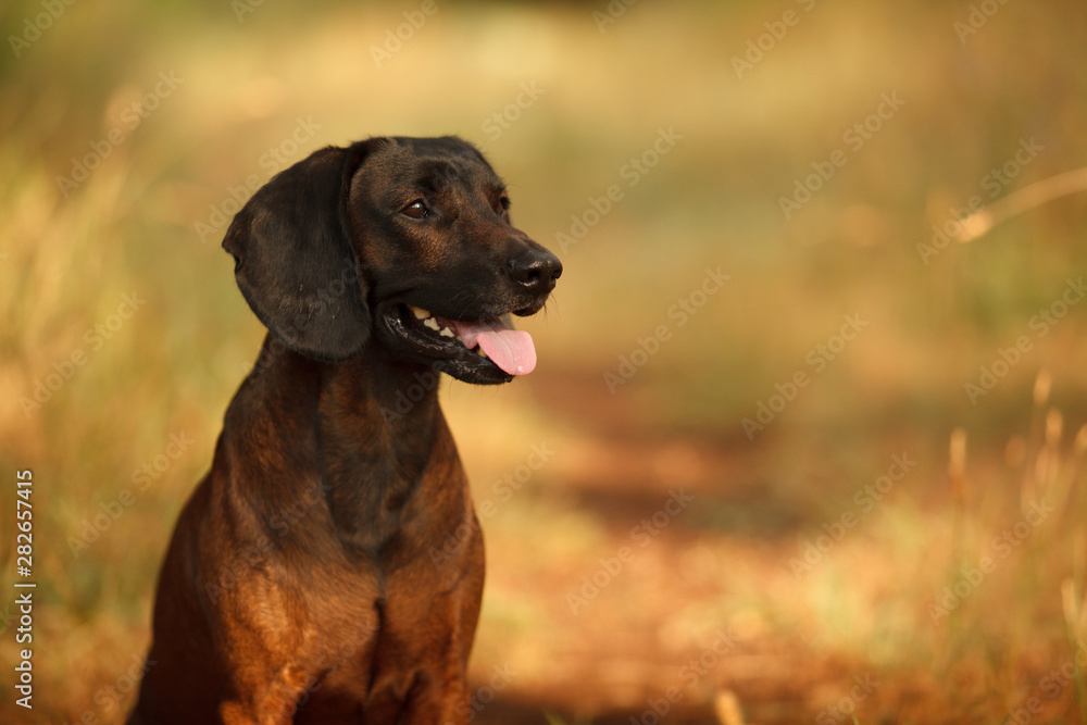 hunting dog breed Bavarian mountain hound on a walk hunting dog breed Bavarian mountain hound on a walk