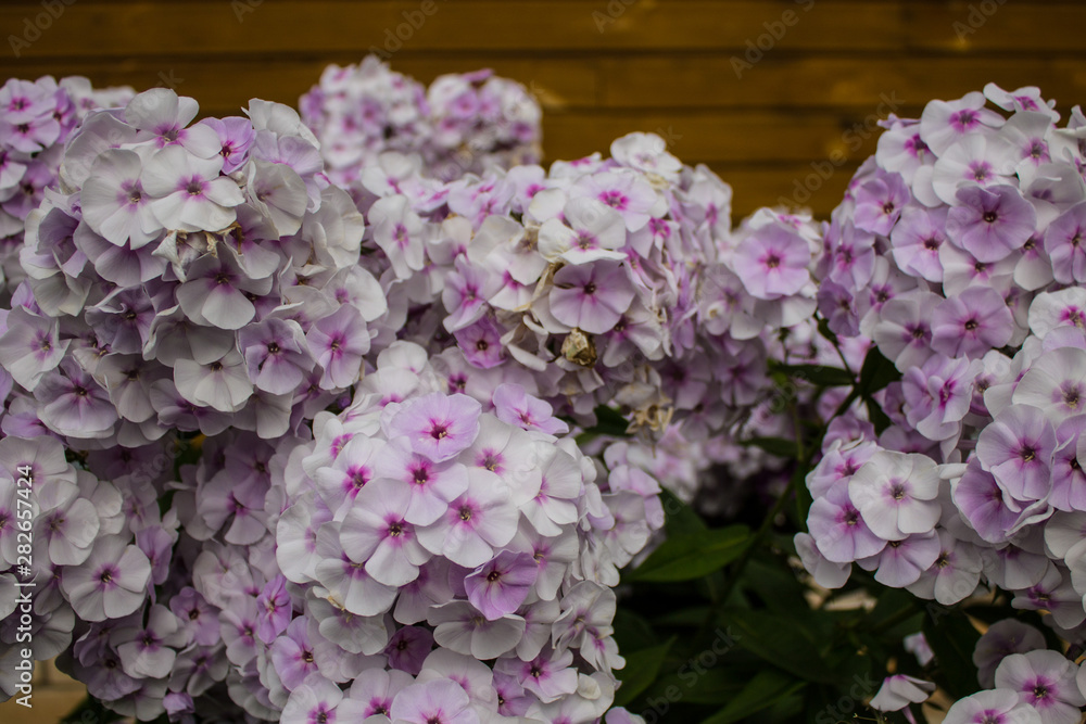 White and pink garden flowers Phlox closeup White and pink garden flowers Phlox closeup