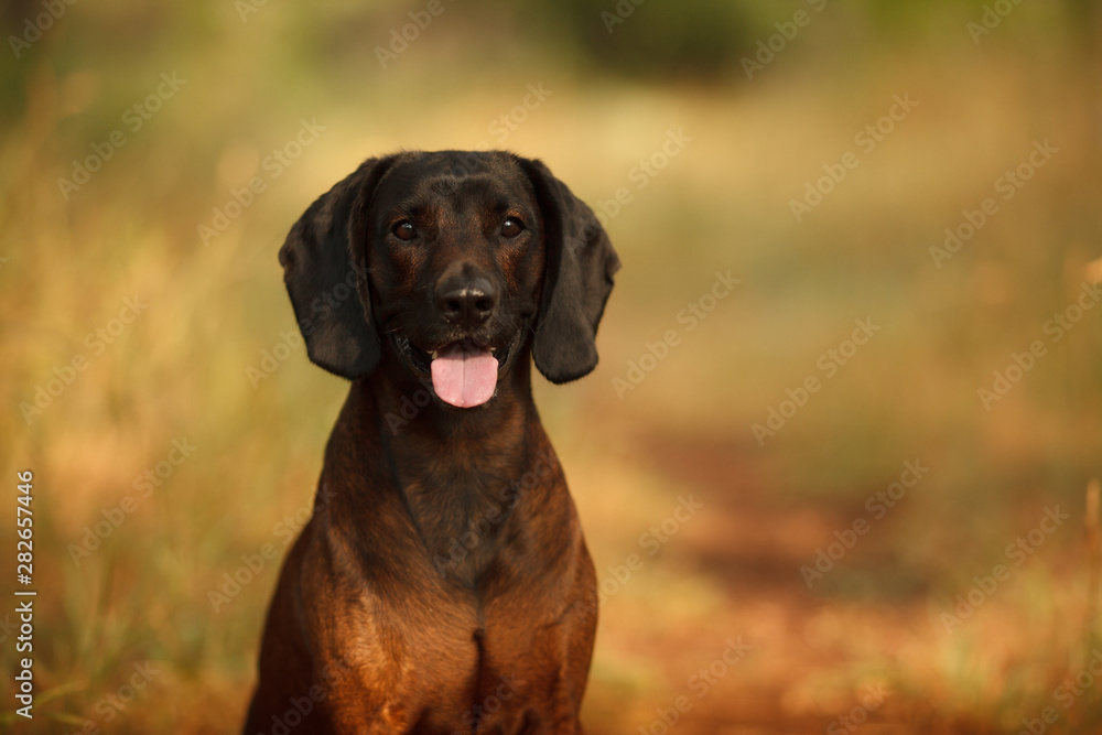 hunting dog breed Bavarian mountain hound on a walk hunting dog breed Bavarian mountain hound on a walk