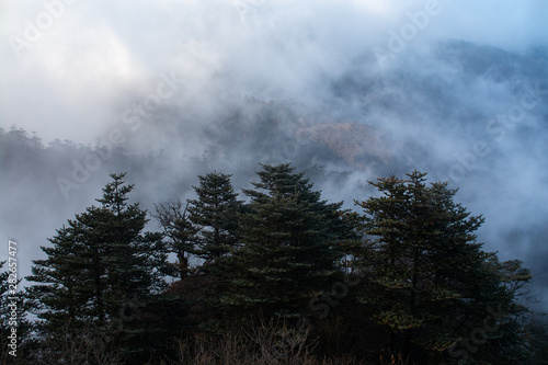 Pine trees with fog background in dark tone at evening time