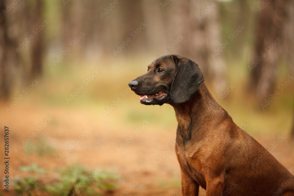 hunting dog breed Bavarian mountain hound beautiful portrait on a walk in the woods