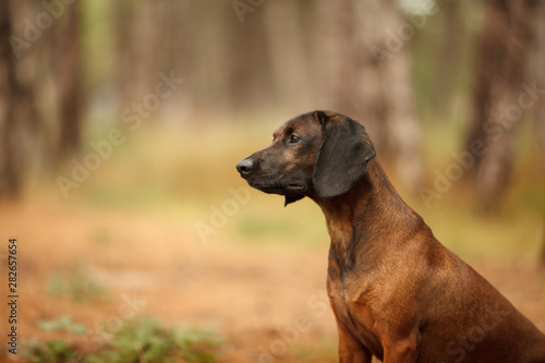 hunting dog breed Bavarian mountain hound beautiful portrait on a walk in the woods