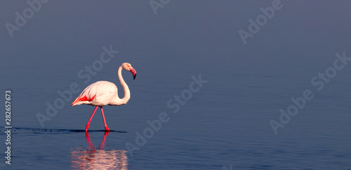 One african white flamingo walking on the blue salt lake. Namibian bird