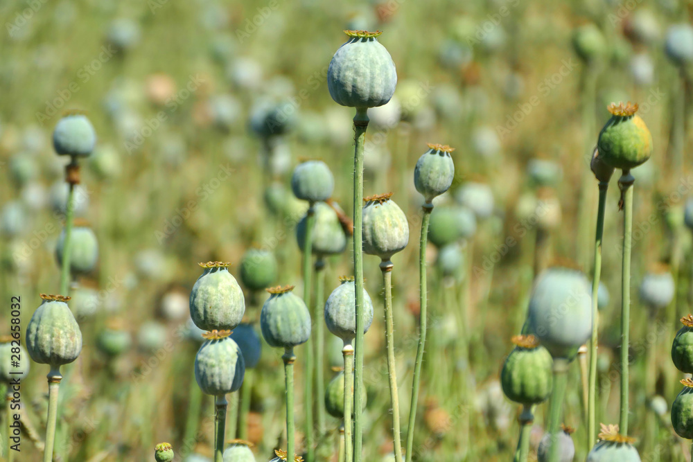 Detail of poppy plants used for opium Detail of poppy plants used for opium