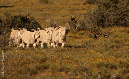 Healthy Angora goats walking in typical dry Karoo vegetation in South Africa., well known for their fine lustrous mohair fleece sort after in the fashion industry.